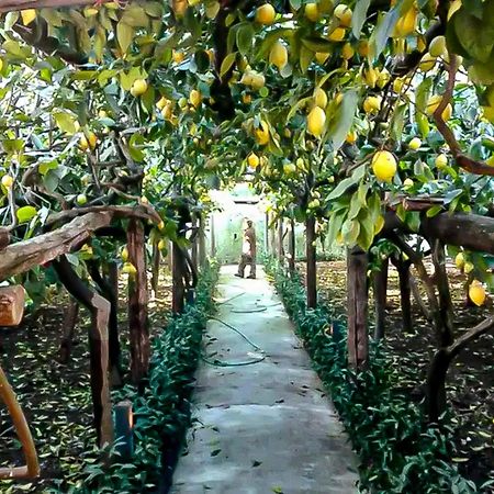 Willa Limoneto Di Anna Maiori Zewnętrze zdjęcie